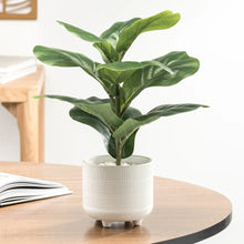 Load image into Gallery viewer, Riviera Ceramic Fiddle Leaf Fig Plant
