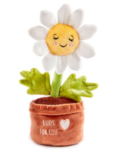 Load image into Gallery viewer, Daisy Soil Mates
