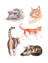 Load image into Gallery viewer, Raincoast Distribution Group - Cat’s Meow Sticker Book
