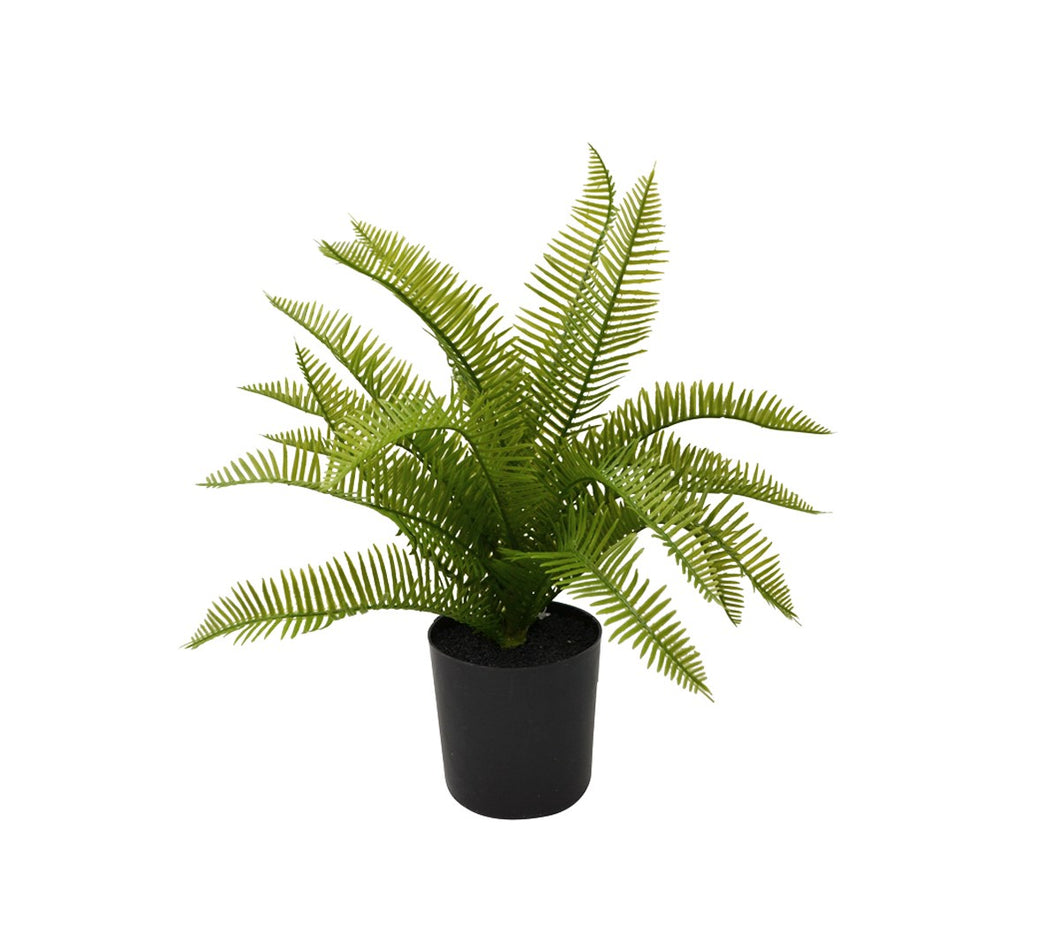 Fern Plant