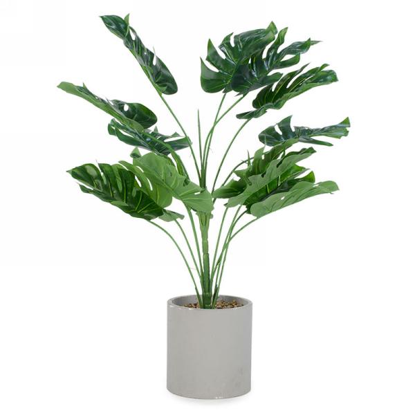 Monstera Potted Plant