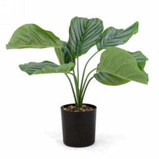 Calathea Potted Plant